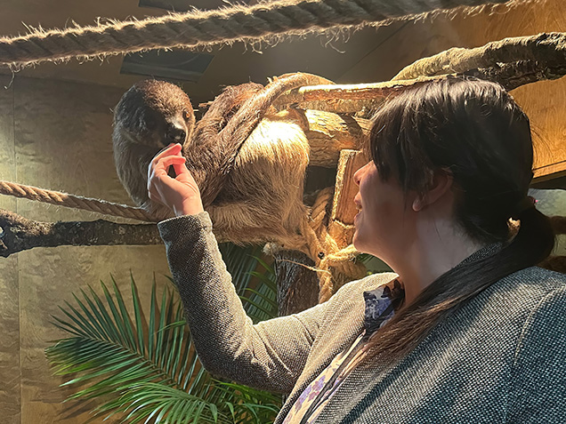 A person feeding Maple the Sloth.
